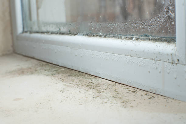 Why You Should Choose Our Mold Remediation Services in Rice, TX